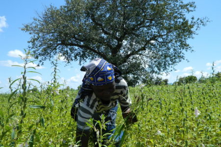 Le FIDA aide les petits producteurs du Soudan du Sud à préserver leurs moyens d’existence face à la crise engendrée par la COVID-19