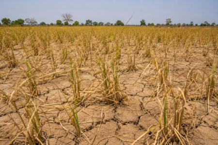 El Niño est de retour, créant de nouvelles opportunités pour les investisseurs »