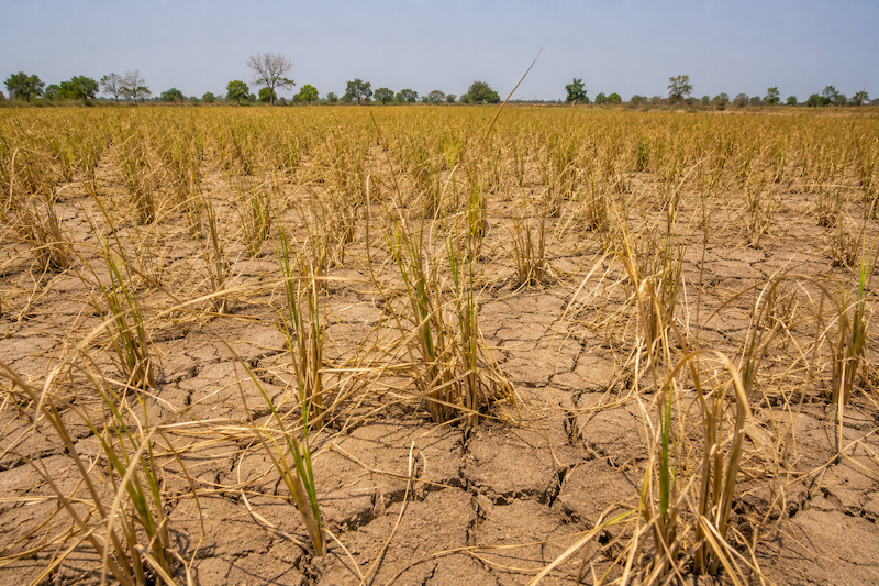 El Niño est de retour, créant de nouvelles opportunités pour les investisseurs »